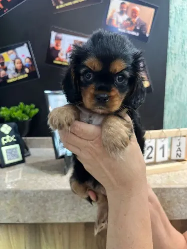 Cavalier King Charles Fêmea Mini - Carinho e estrutura