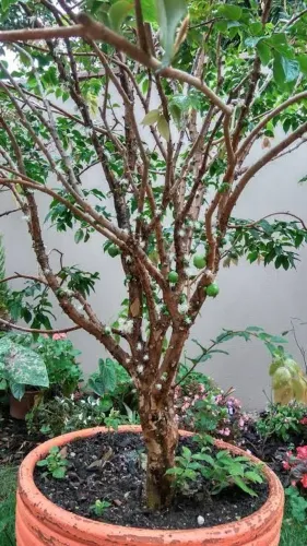 Jabuticaba adulta