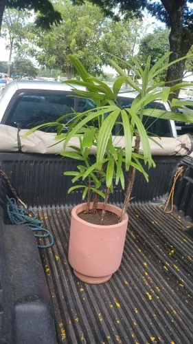 Coqueiro Raphia com 80 cm