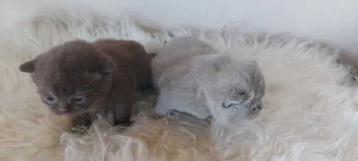 British shorthair, lindos filhotes