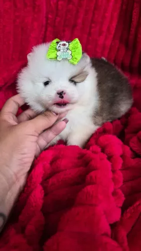Spitz Alemão menina Particolor- Branco com laranja.  Uma princesa de 4 patas!