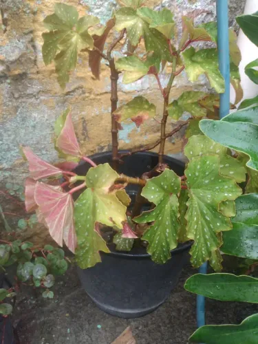 Bégonia de Folhagem