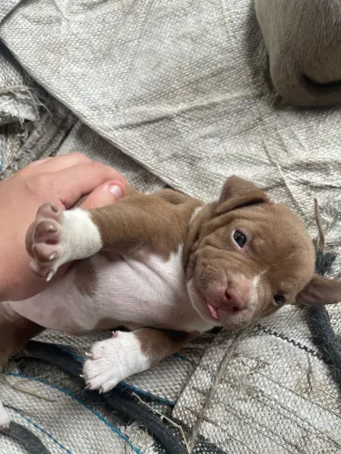 Filhote pitbull e american bully