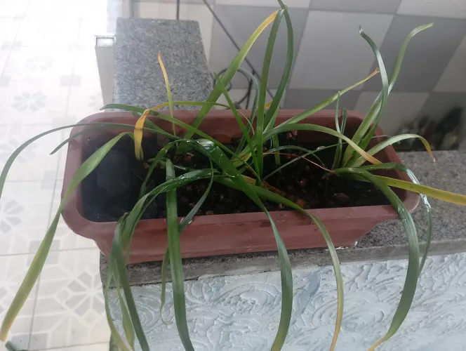Muda de Lirio dos ventos.