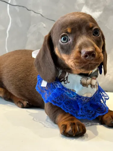 Filhote de Linguicinha Dachshund 