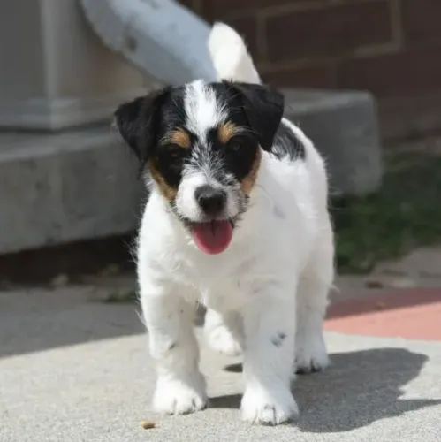 Jack Russell Terrier Áspero - Uma Raça Compacta com Grande Personalidade!