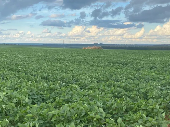 Fazenda 80 alqueiro 