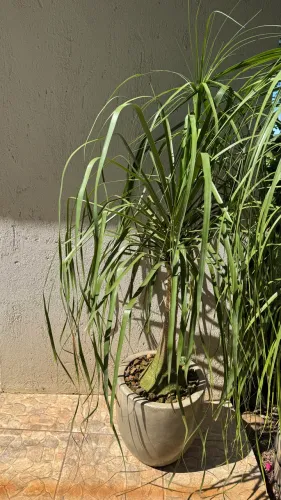 Pata de elefante 380,00 cada