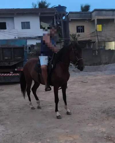 Cavalo de 5 anos