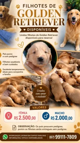 Filhotes Golden Retriever