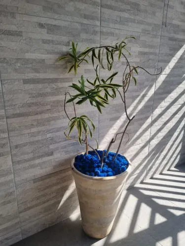 Vasos de plantas 