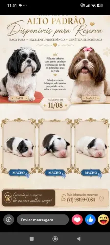 Filhote de shih Tzu puros