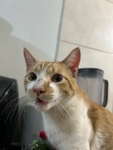 Gato Doméstico