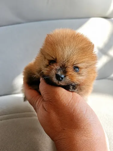 Spitz alemão micro macho
