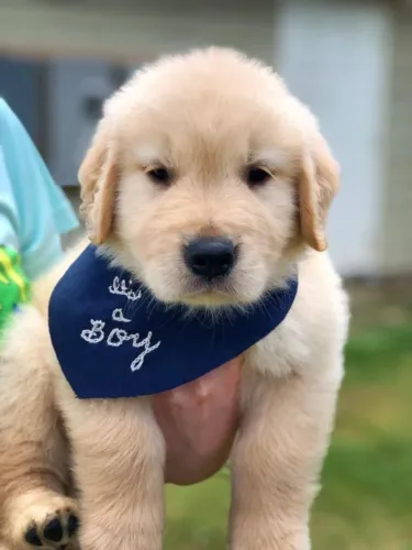 Golden retriever lindo e brincalhao 