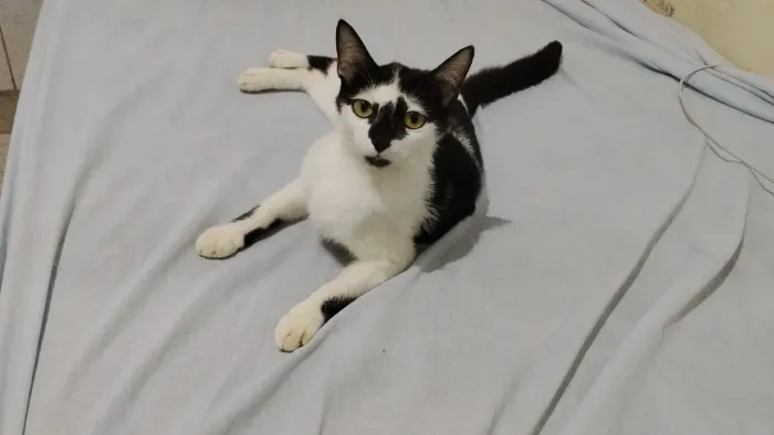 Gata para adoção 