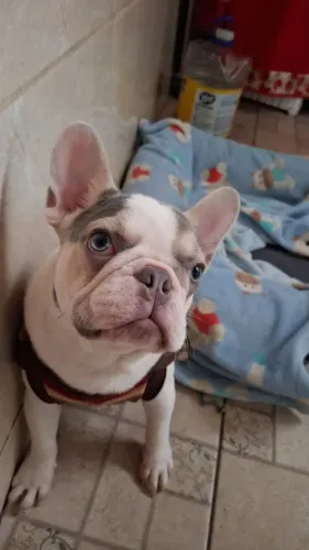 Bulldoguinho