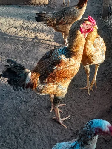 Frango Índio Gigante