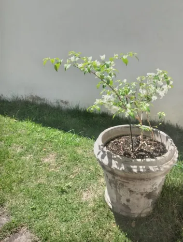 Vaso de cimento grande para jardim com buganvilia branca 