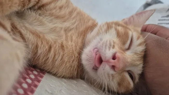 Gato para adoção