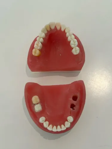 Manequim odontológico