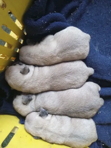 Cachorro pug
