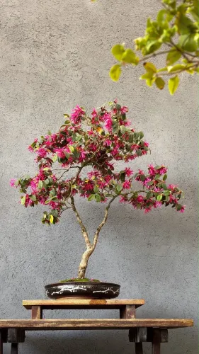 Bonsai de Loropetalum 14 anos