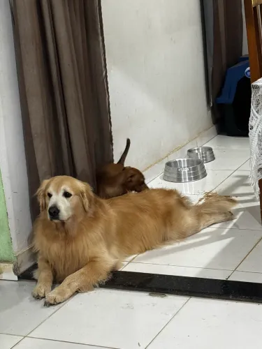 Procura se namorada /com pedigree