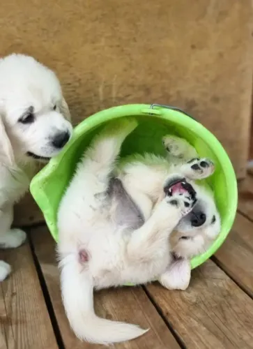 Filhotes de Golden Retriever | Cães encantadores para dar boas-vindas a novas histórias!