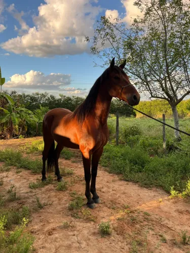 Cavalo mangalarga, genuino de marcha picada