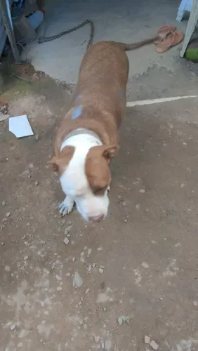 Estar a venda porque vou morar em apartamento