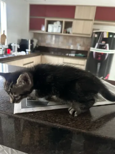 Doação de gatinho 