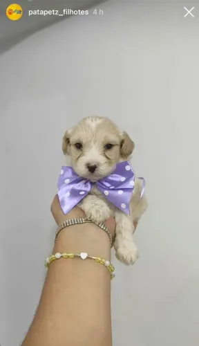 Bebê de poodle