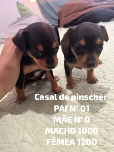 Filhote de pinscher 01