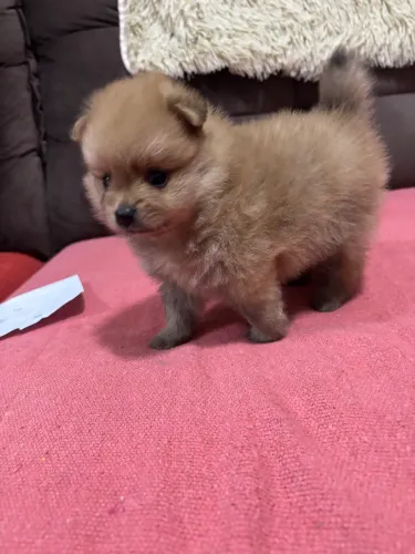SPITZ ALEMÃO 