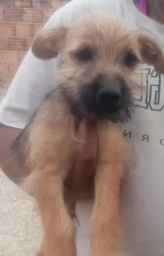 Doa se cachorros 