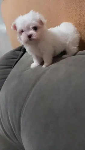 Filhote maltes macho mimi pelagem branquinha