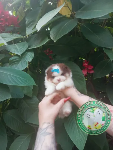 Lulu da Pomerânia Trichoco tan olhos azuis Perfeito demais
