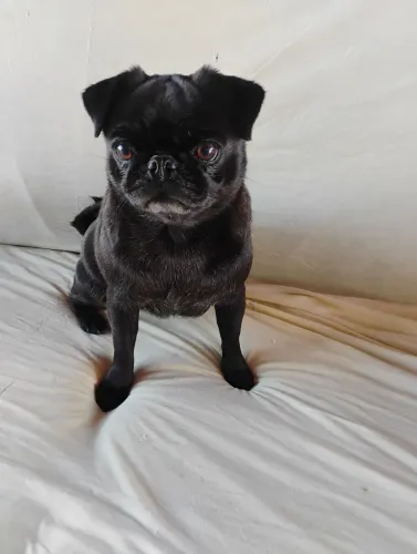 Pug fêmea