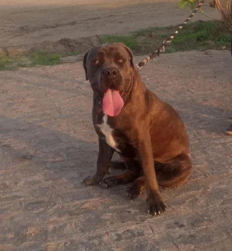 Cane corso macho a procura de uma namorada!!