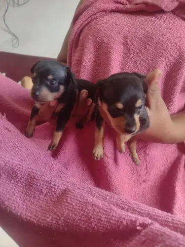 VENDO FILHOTES DE PINSCHER
