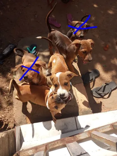 DOA-SE FILHOTES DE CACHORRO
