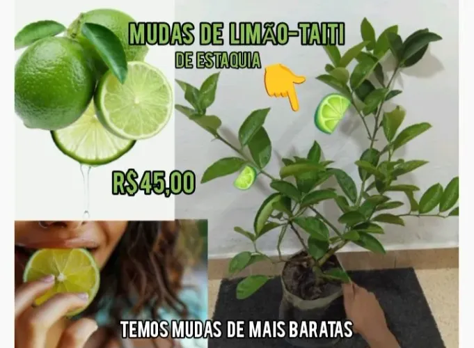 Mudas de Limão-Taiti de Estaquia