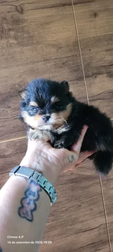 Spitz alemão Black tan