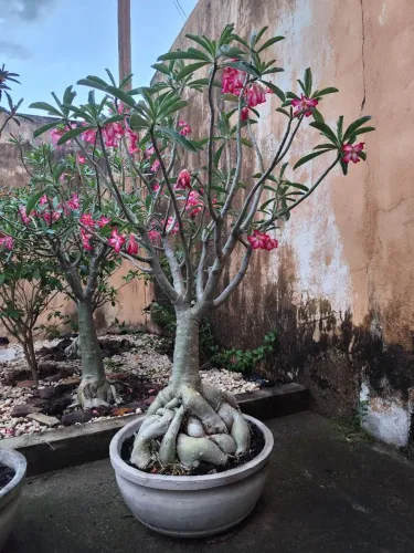 Rosa do Deserto Anaconda Gigante
