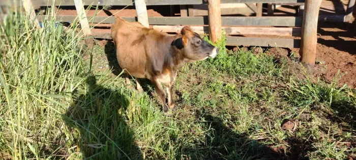 Novilha prenha Jersey 