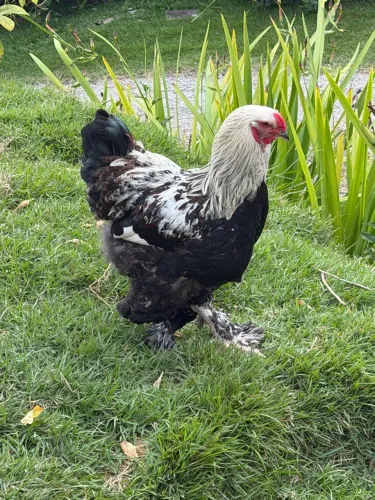 Vendo Galos Brahma