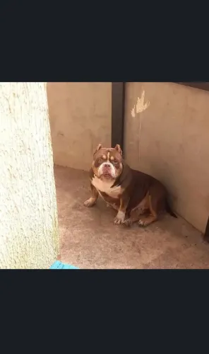 american bully fêmea com pedigree