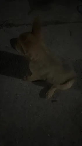 Filhote de 1 mês de nascido