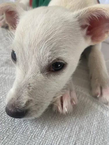 Cachorro doação 